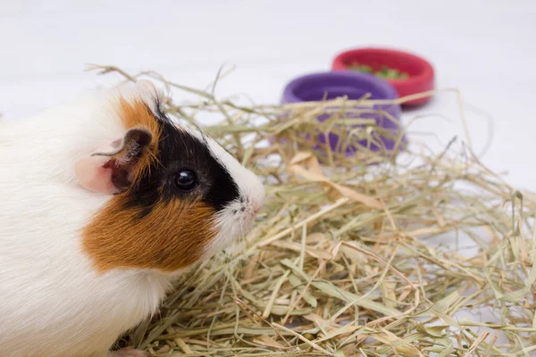 Cute Guinea Pig Lots Food Water Hay Isolated White Background — Stock Photo, Image