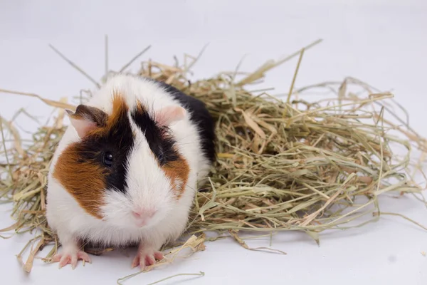 Schattig Cavia Varken Met Veel Hooi Geïsoleerd Witte Achtergrond — Stockfoto