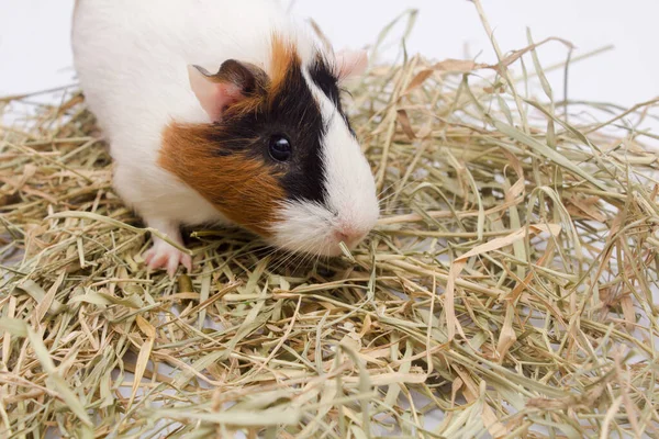 Schattig Cavia Varken Met Veel Hooi Geïsoleerd Witte Achtergrond — Stockfoto