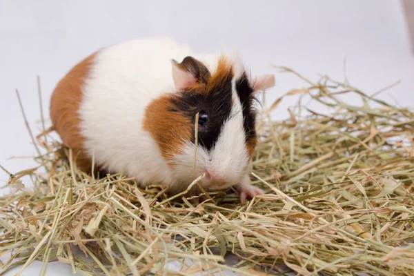 Mignon Cobaye Avec Beaucoup Foin Isolé Sur Fond Blanc — Photo