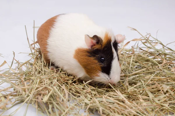 Mignon Cobaye Avec Beaucoup Foin Isolé Sur Fond Blanc — Photo