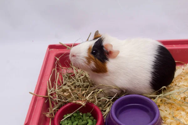 Schattig Cavia Huis Met Veel Eten Water Hooi Geïsoleerd Witte — Stockfoto