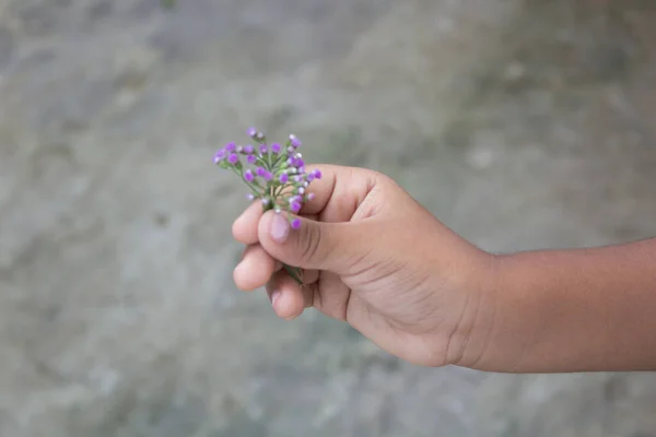 Child hand holding a flower, toned photo. Focus for flowers. Background toning for filter