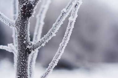 dalları donmuş arka plan