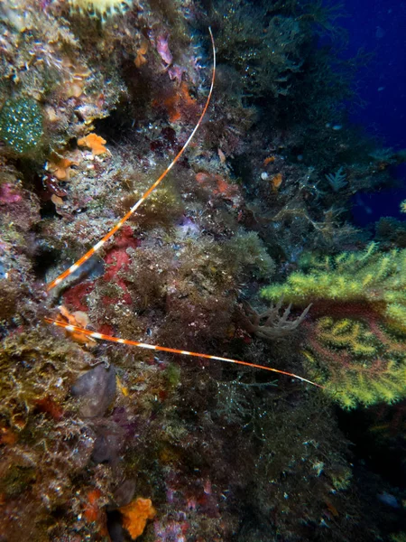 lobster at sea on the Costa Brava