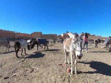 Sahara çölünün hareketli manzarası