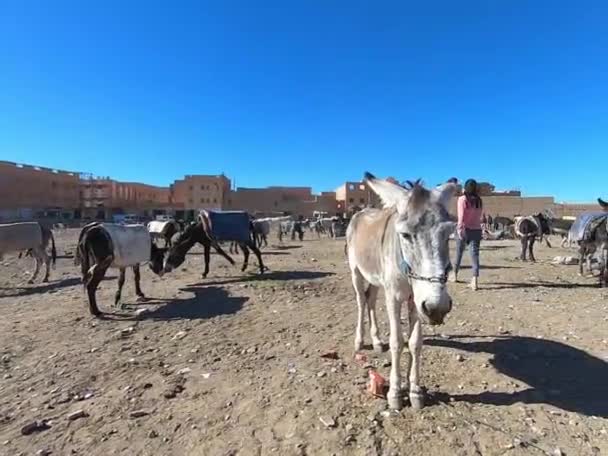 Vedute Del Deserto Del Sahara Movimento — Video Stock