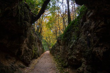 Sonbaharda orman ve yerde yaprak