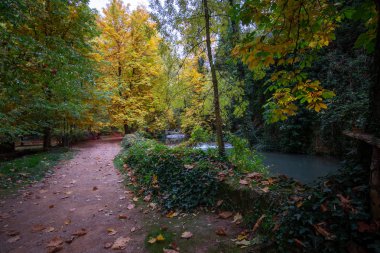 Sonbaharda orman ve yerde yaprak