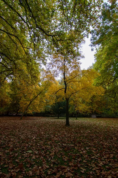 Forêt Automne Avec Des Feuilles Sur Sol — Photo