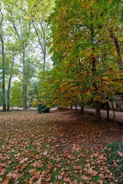 Floresta Outono Com Folha Chão — Fotografia de Stock