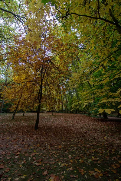 Skog Hösten Med Löv Marken — Stockfoto