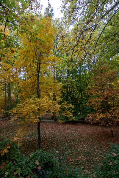 Las Jesienią Liściem Ziemi — Zdjęcie stockowe