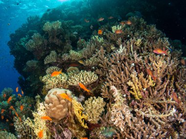 Kızıl denizde deniz yatağında mercan ve balıklarla