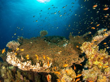 Kızıl denizde deniz yatağında mercan ve balıklarla