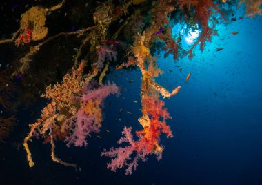 Kızıl denizde deniz yatağında mercan ve balıklarla