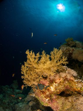 Kızıl denizde deniz yatağında mercan ve balıklarla