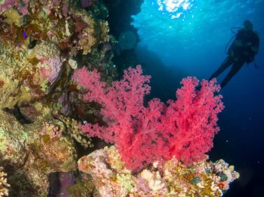 Kızıl denizde deniz yatağında mercan ve balıklarla