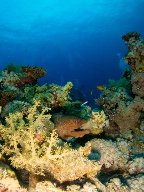Kızıl denizde deniz yatağında mercan ve balıklarla