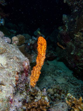 Kızıl denizde deniz yatağında mercan ve balıklarla