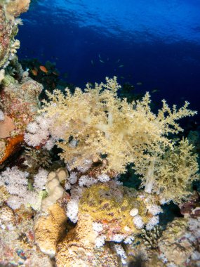 Kızıl denizde deniz yatağında mercan ve balıklarla