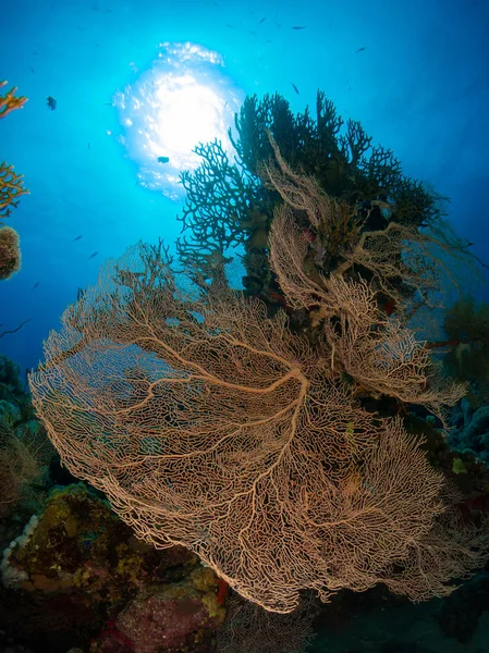 Kızıl Denizde Deniz Yatağında Mercan Balıklarla — Stok fotoğraf
