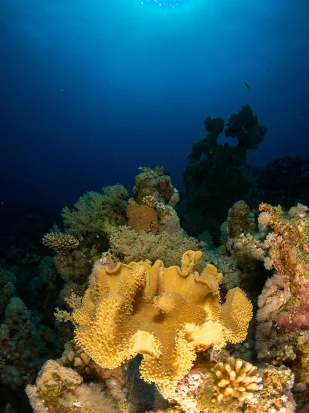 Fondo Marino Mar Rojo Con Coral Peces —  Fotos de Stock