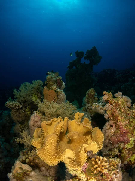 Fondo Marino Mar Rojo Con Coral Peces —  Fotos de Stock