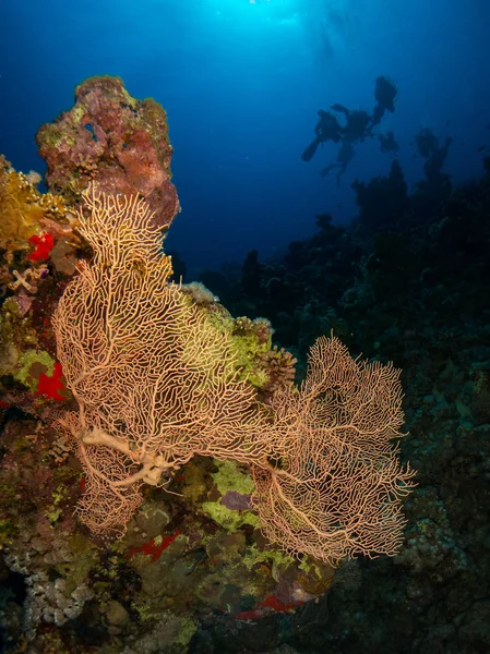 Zeebodem Rode Zee Met Koraal Vis — Stockfoto