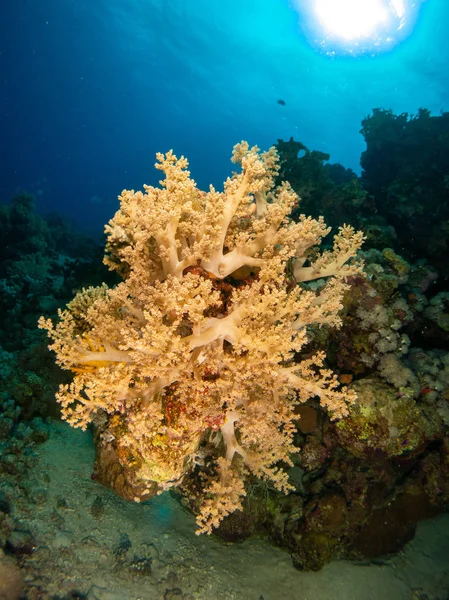 Fondo Marino Mar Rojo Con Coral Peces —  Fotos de Stock