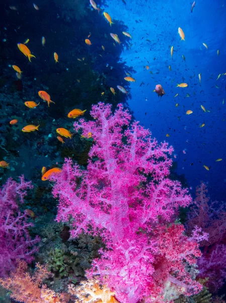 Zeebodem Rode Zee Met Koraal Vis — Stockfoto