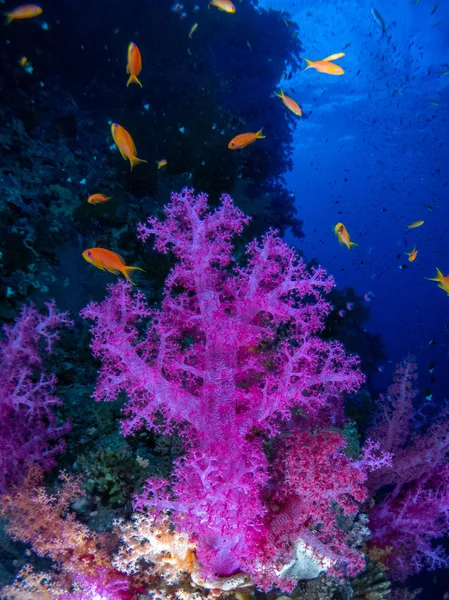 紅海の海底にサンゴと魚がいます — ストック写真