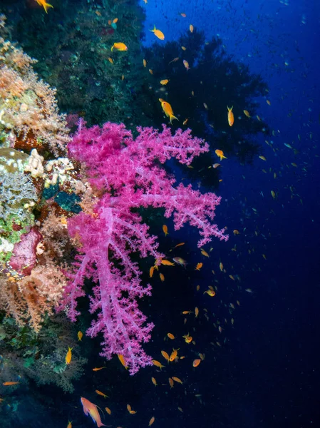 紅海の海底にサンゴと魚がいます — ストック写真