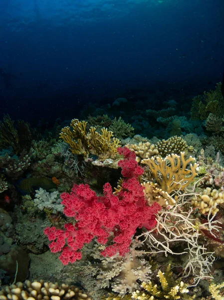 Tengerfenék Vörös Tengerben Korallokkal Halakkal — Stock Fotó