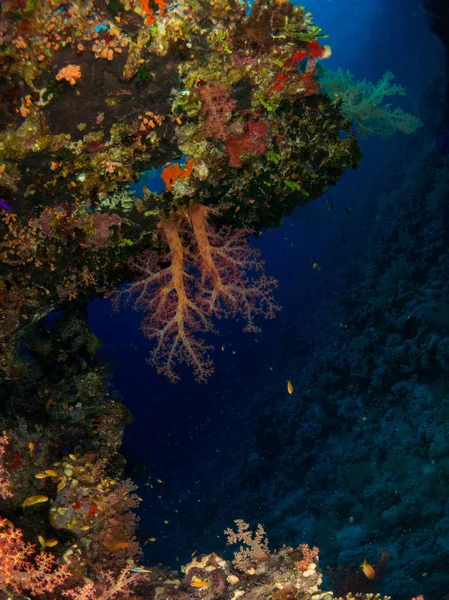 Βυθός Στην Κόκκινη Θάλασσα Κοράλλια Και Ψάρια — Φωτογραφία Αρχείου