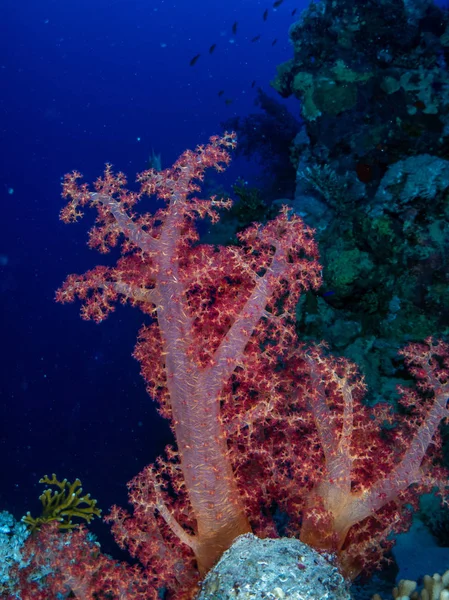 산호와 물고기가 — 스톡 사진