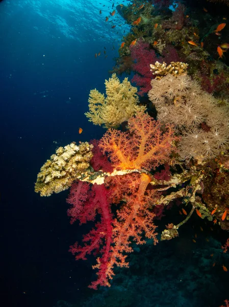 산호와 물고기가 — 스톡 사진