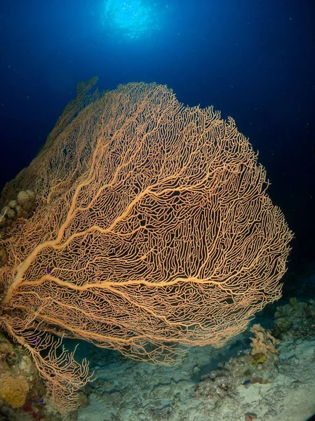 Fundo Marinho Mar Vermelho Com Corais Peixes — Fotografia de Stock