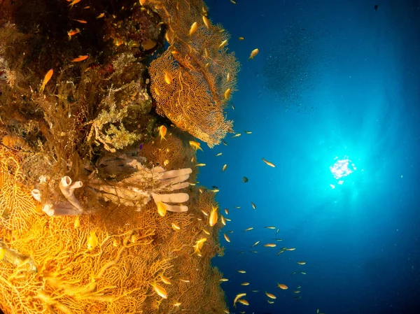 Морське Дно Червоному Морі Коралом Рибою — стокове фото