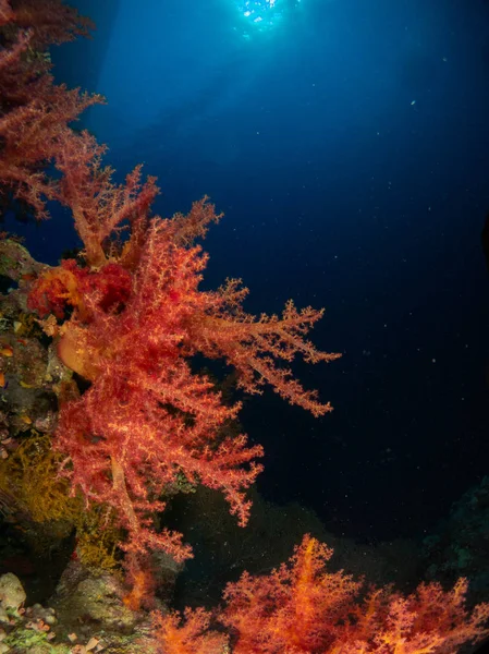 Zeebodem Rode Zee Met Koraal Vis — Stockfoto