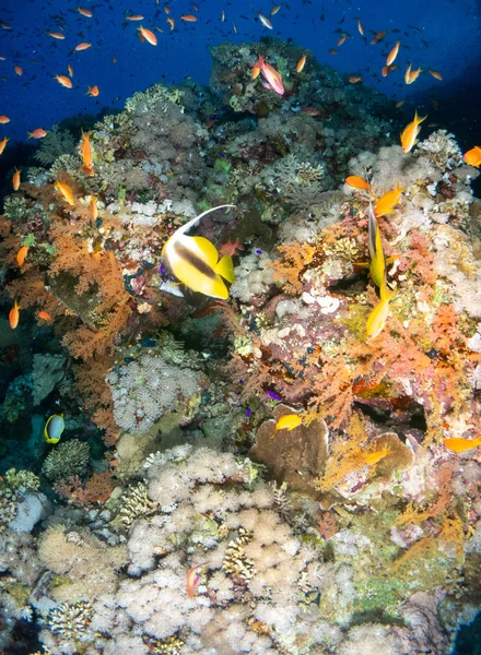 Seabed Red Sea Coral Fish — Stock Photo, Image