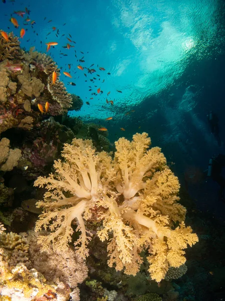 Fondo Marino Mar Rojo Con Coral Peces —  Fotos de Stock