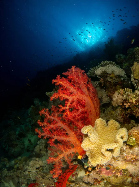 Seabed Red Sea Coral Fish — Stock Photo, Image