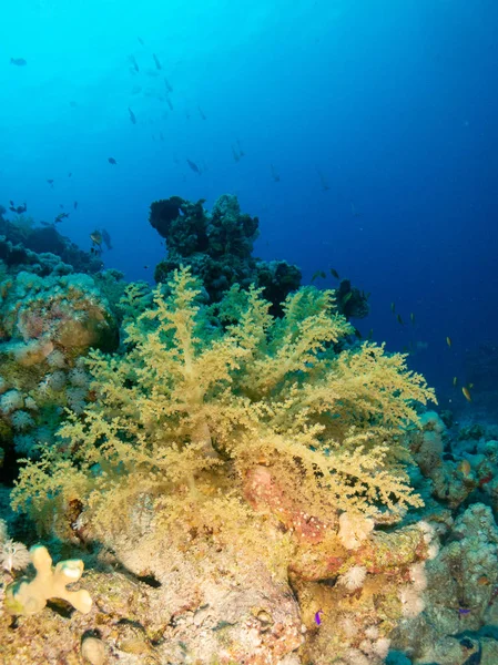 Fondo Marino Mar Rojo Con Coral Peces —  Fotos de Stock