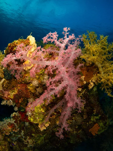 Zeebodem Rode Zee Met Koraal Vis — Stockfoto