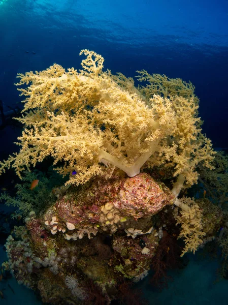 Fondo Marino Mar Rojo Con Coral Peces —  Fotos de Stock