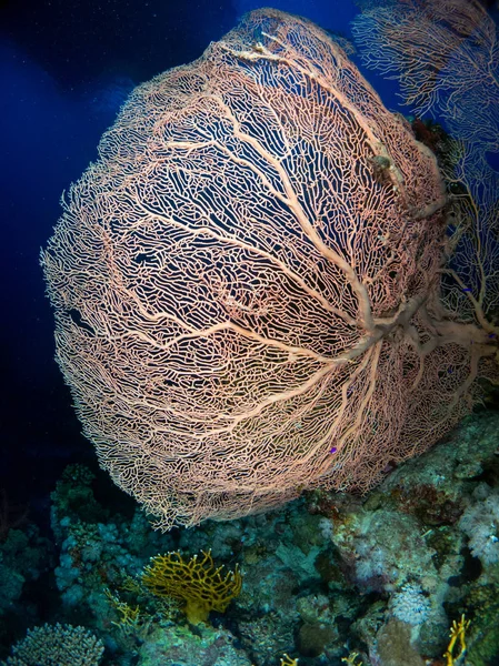 Fonds Marins Dans Mer Rouge Avec Corail Poissons Images De Stock Libres De Droits