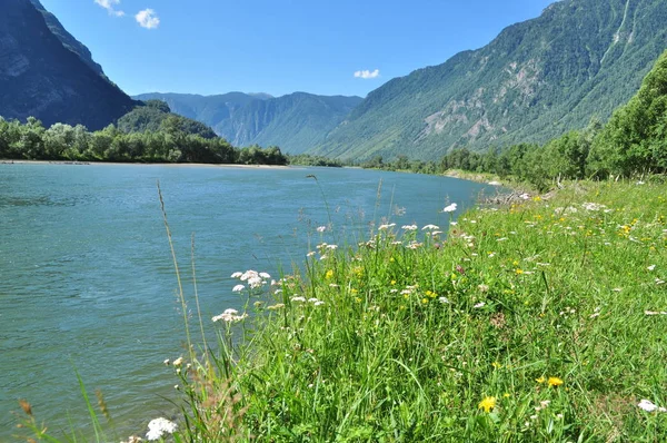Çiçekli milfoil Chulyshman Nehri kıyısında