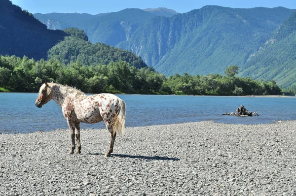 At Chulyshman nehrin yanında