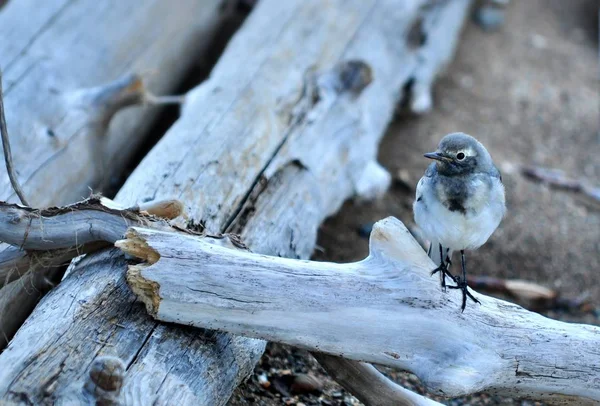 Altai Wagtail sur la nageoire — Photo